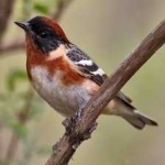 image of bird