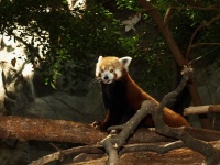 image of animal