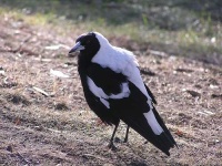 image of magpie