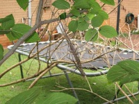 image of walking_stick