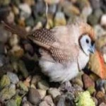 image of bird