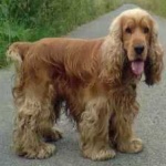 image of animal