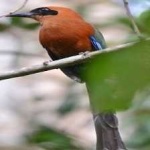 image of bird