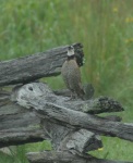 image of quail #29