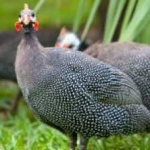 image of bird