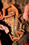 image of scorpion