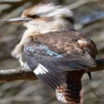 image of bird