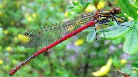 image of damselfly