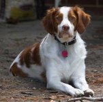 image of brittany_spaniel