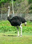 image of ostrich
