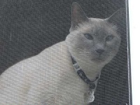 image of siamese_cat