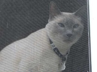 image of siamese_cat #1