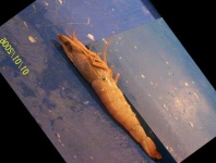 image of fish