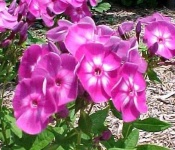 image of flower