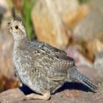image of bird