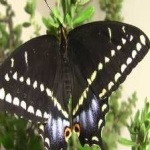 image of animal