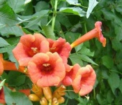 image of flower