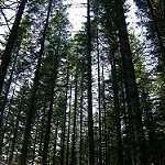 image of forest