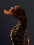 image of sea_horse