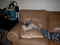 image of pug