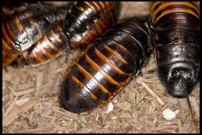 image of cockroach