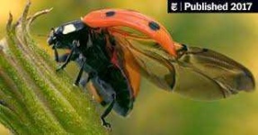 image of animal