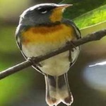 northern_parula