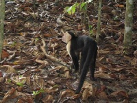 image of capuchin