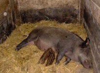 image of wild_boar