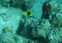 image of rock_beauty