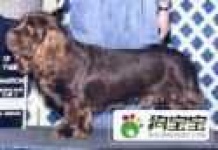 image of sussex_spaniel