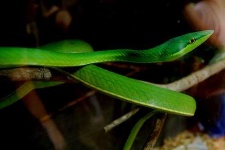 image of vine_snake