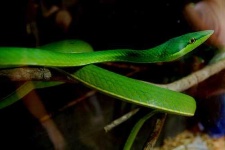 image of vine_snake #34