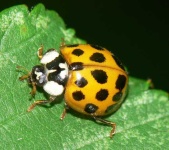 image of ladybug