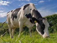 image of animal