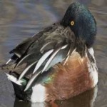 image of bird