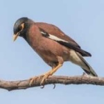 image of bird