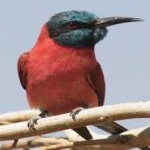 image of bird