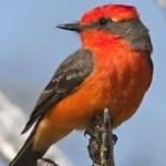 image of bird