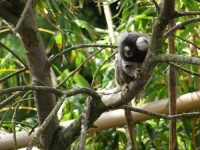 image of marmoset