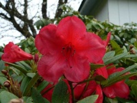 image of flower