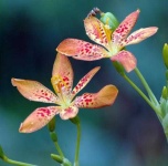 image of flower