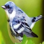 image of bird