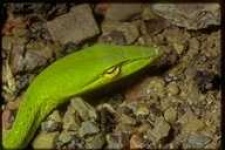 image of vine_snake