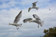 image of seagull