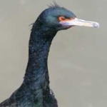 image of bird