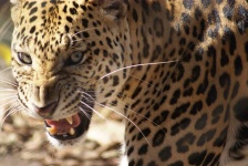 image of animal