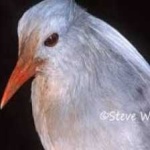 image of bird