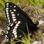 image of animal