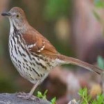 image of brown_thrasher #5